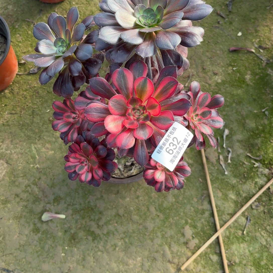 吐****632丽娜阴阳多肉植物