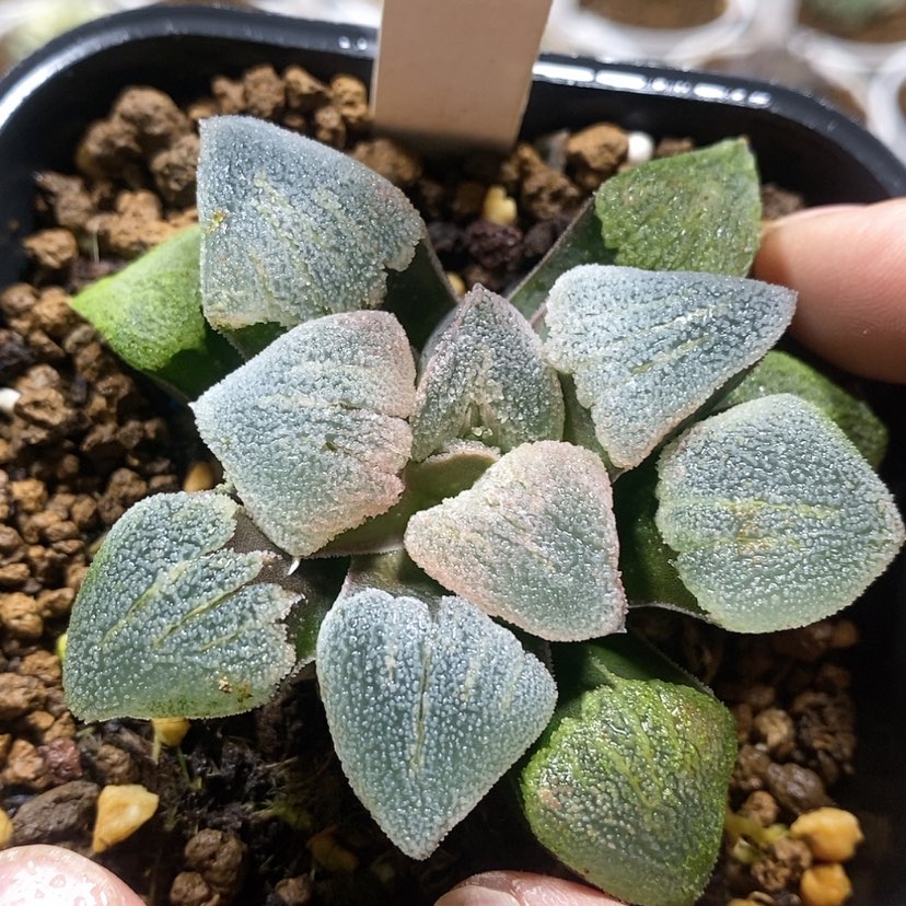 【闪购商品】128特白磨面