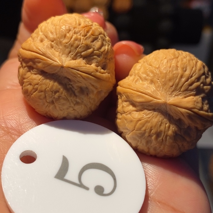 8号链接小橘宝31尺寸