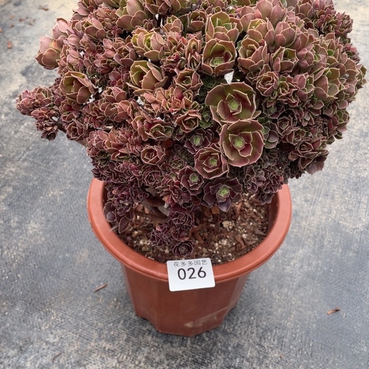 沐****?026玫瑰法师朵朵