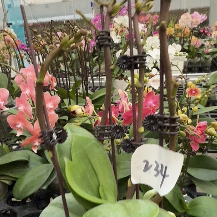 清****大部分开放少量花苞234