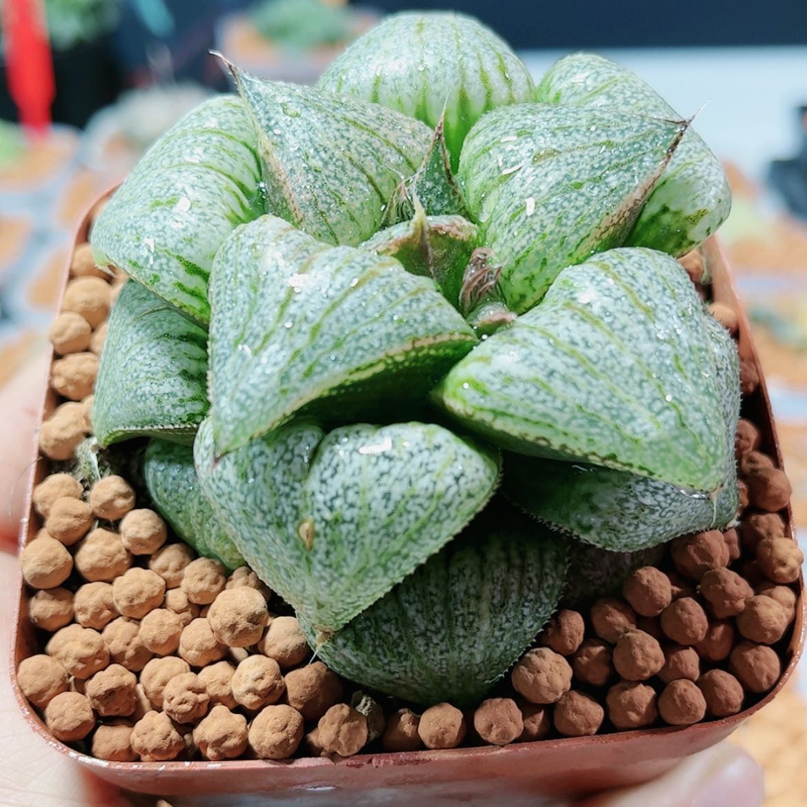 【闪购商品】翡翠白银