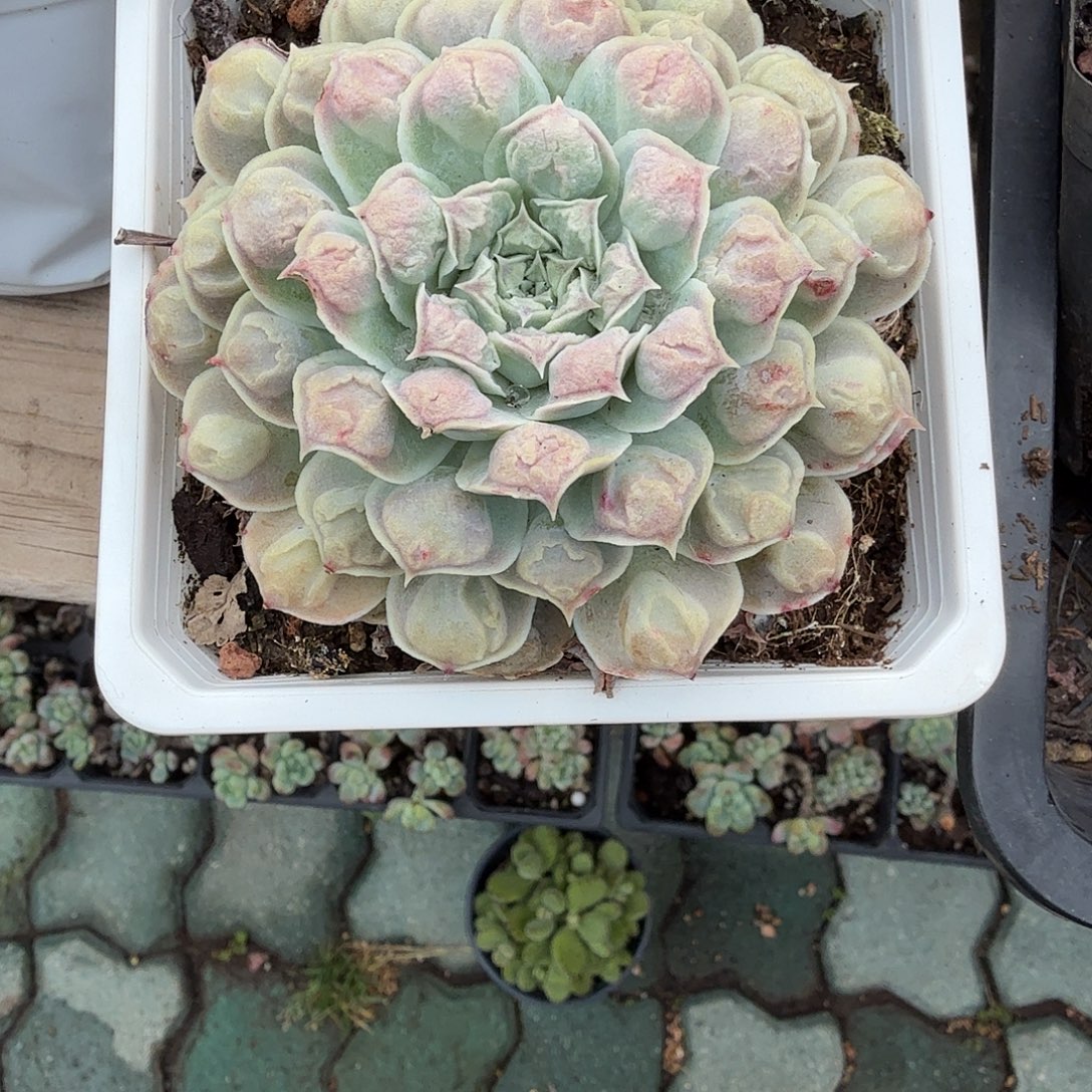 留财多肉植物精品