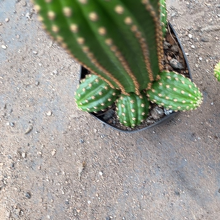 金四毛花毛花257889