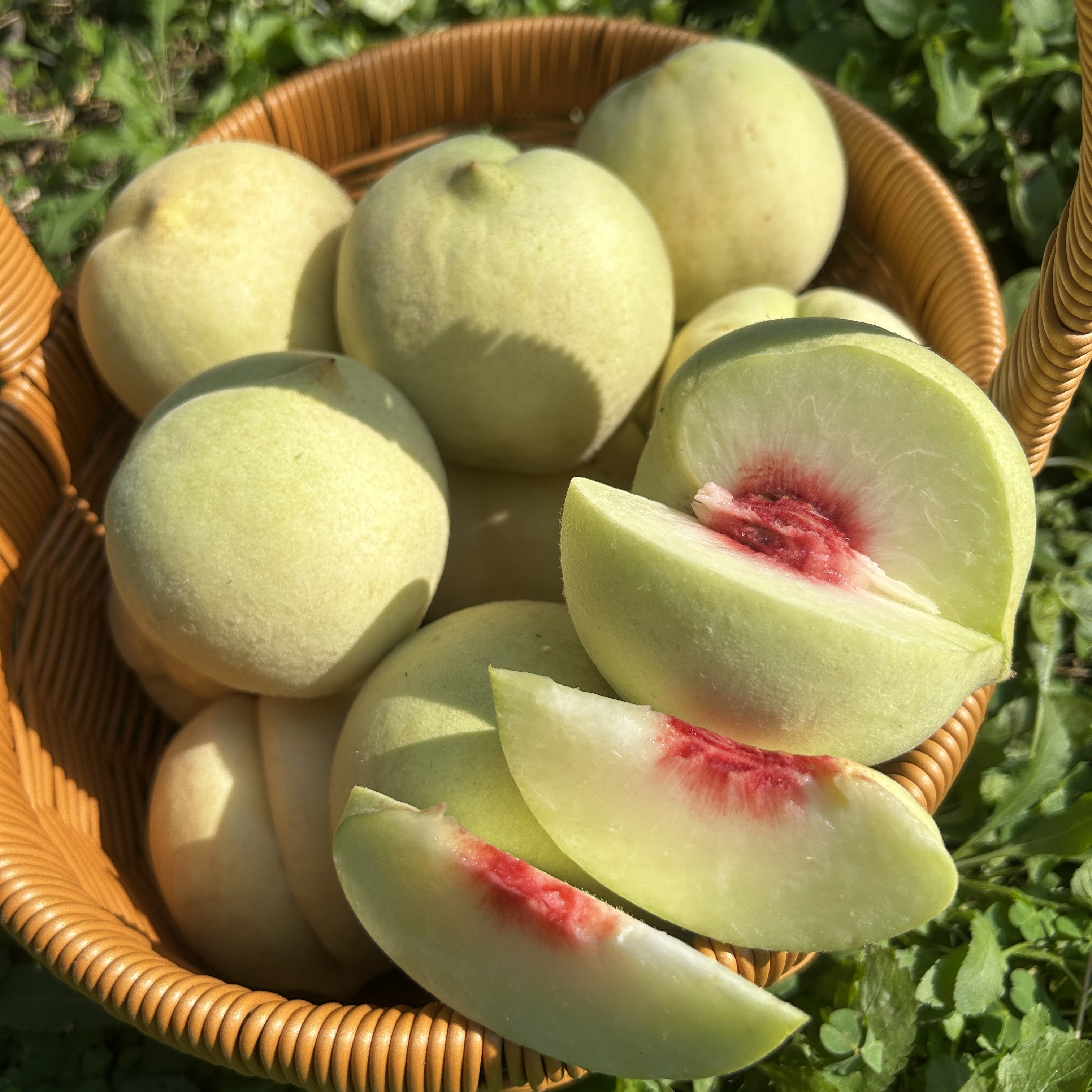 观音村/冬桃/5斤净重/六七个月成熟果面不好看