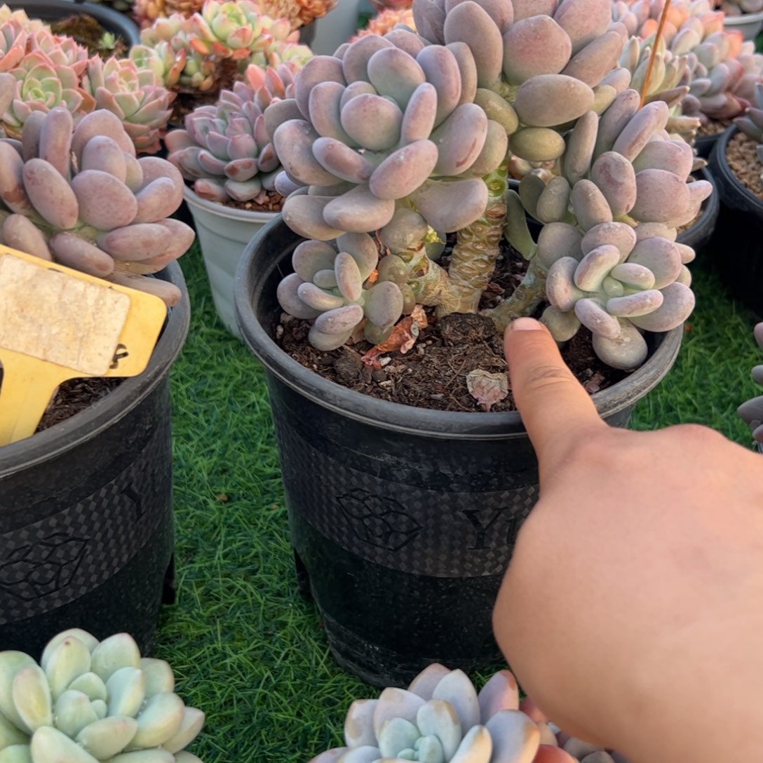 月美人多肉植物小老桩