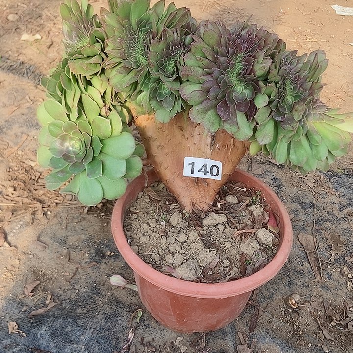 140万缀老板子法师缀