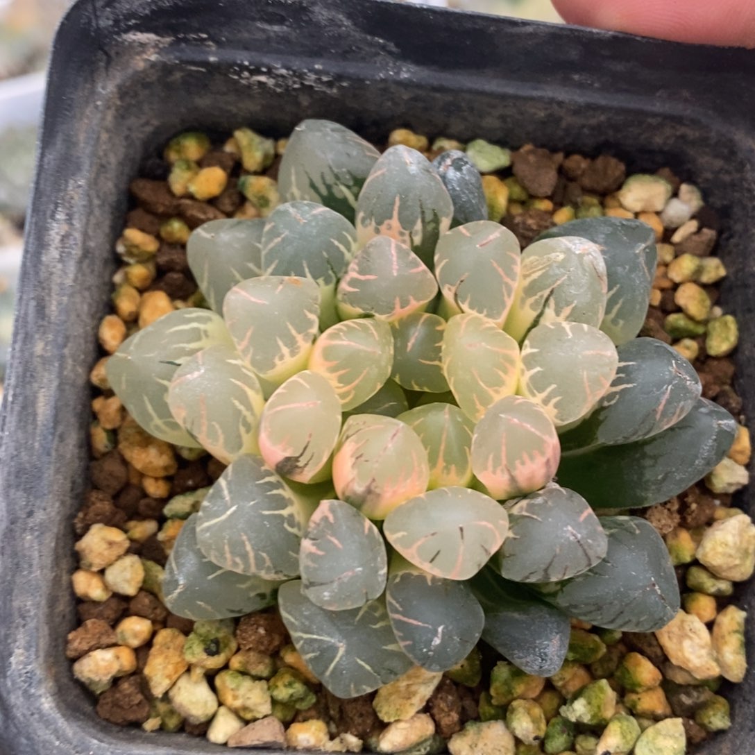 一颗实生糊斑玉露锦 