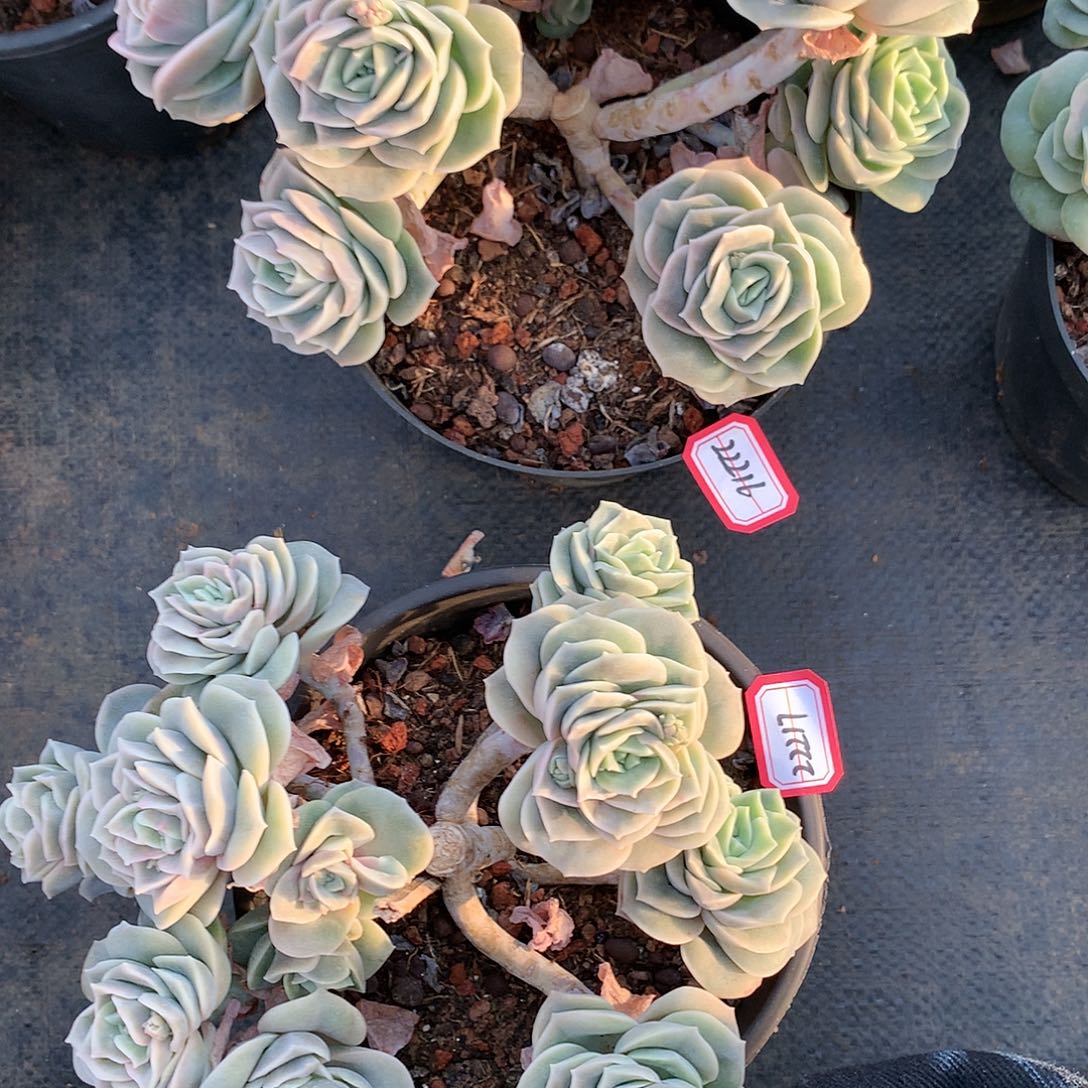 洁****陈22216.22217可爱玫瑰多肉