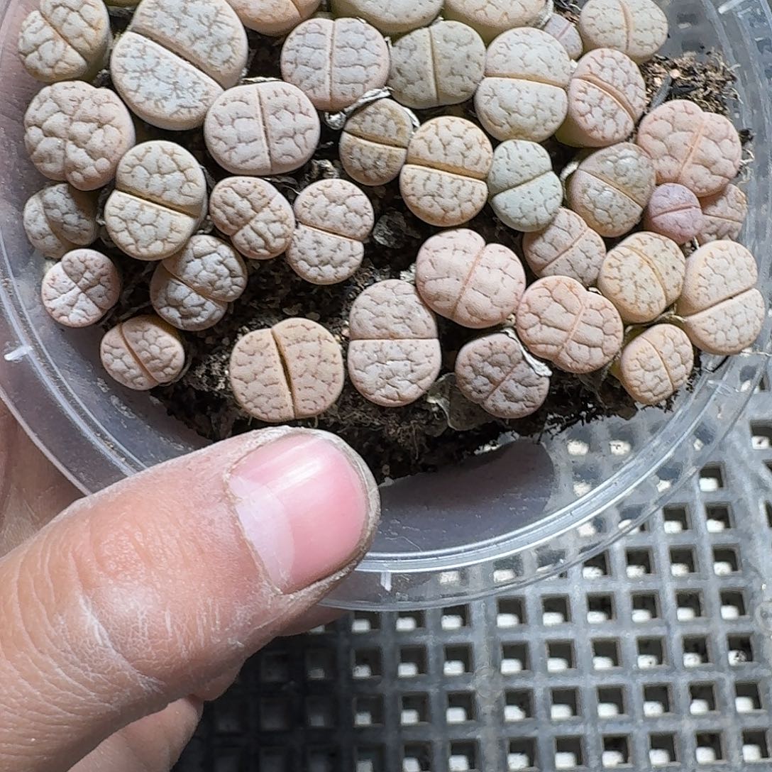 303 多肉植物多肉植物