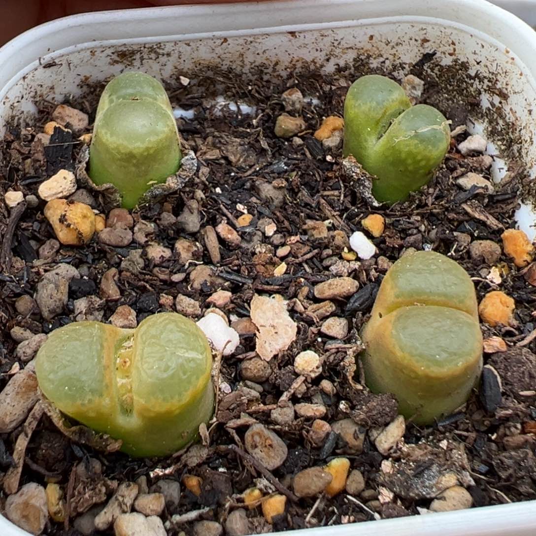 1.19好看的多肉706