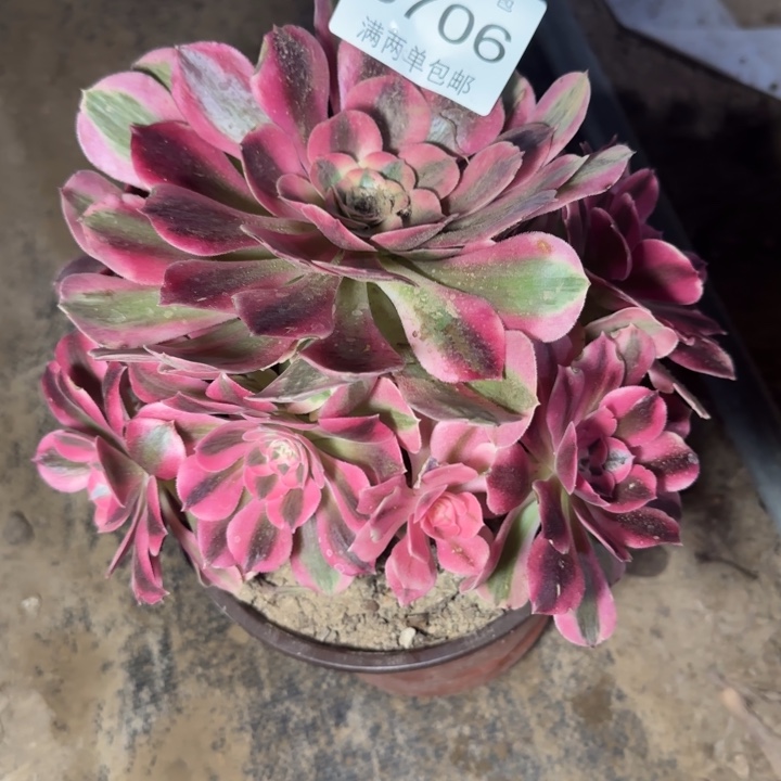 8606女巫多肉植物