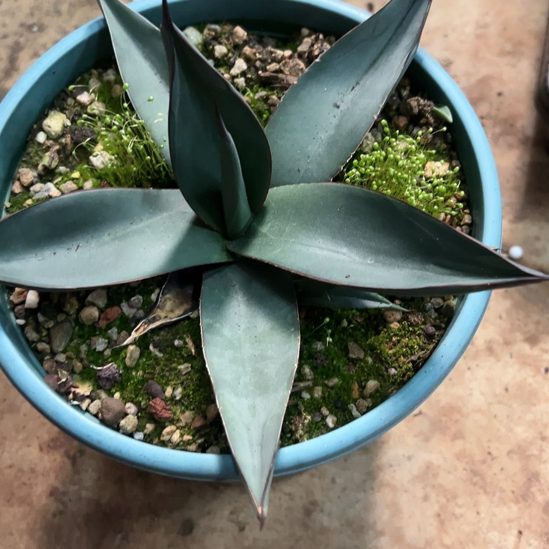 无花朵多肉植物宽叶鲨鱼皮