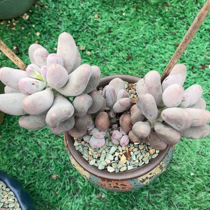 米可奶23159多肉植物