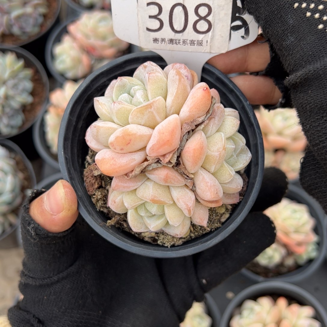 红陶奔***雅308号多肉植物