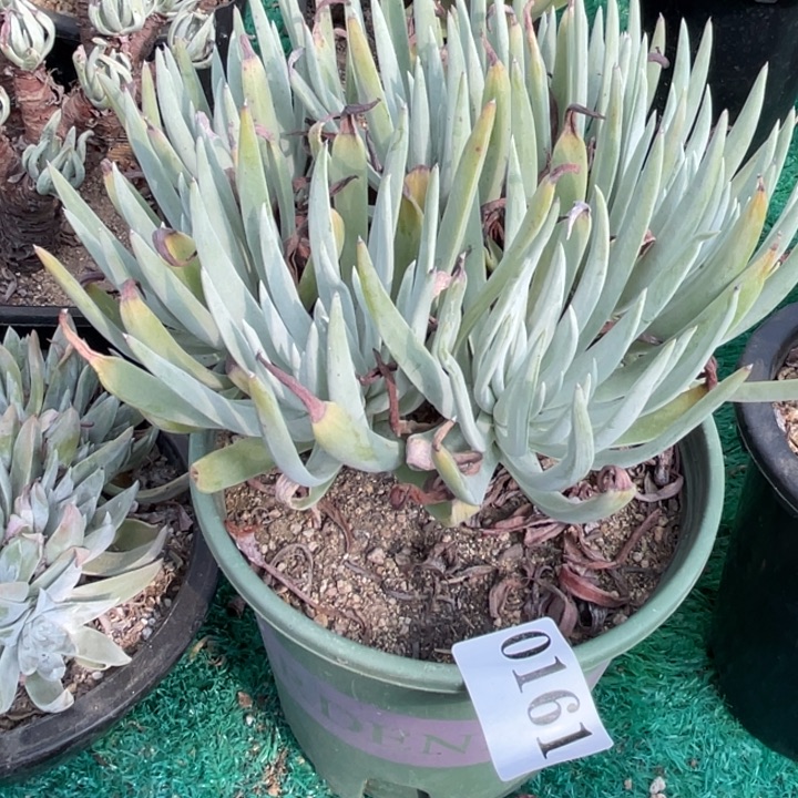 161号奴婢杂交多肉