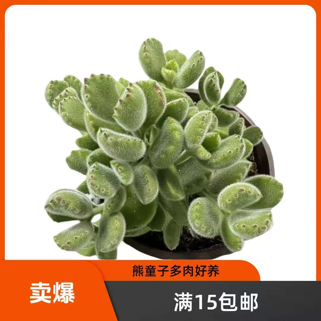 熊童子多肉植物 满15包邮 室内绿植盆栽吸甲醛净化空气