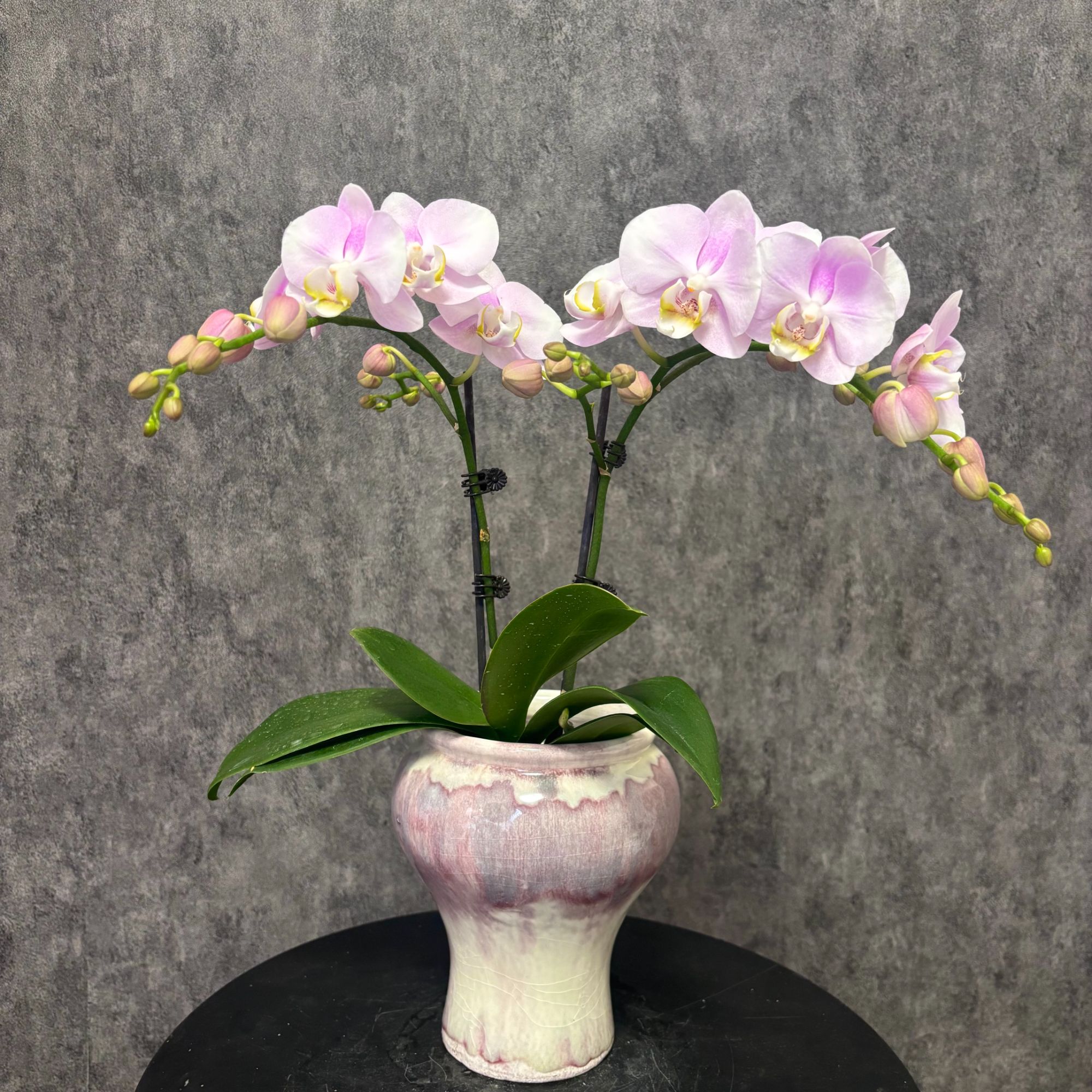 【天使-蝴蝶兰】高端鲜花 定制款 易养花期长 送礼 家居摆件