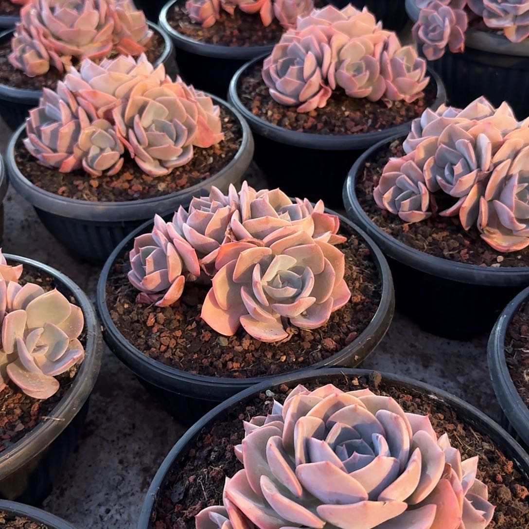 尘埃玫瑰精控整无砍老桩群生