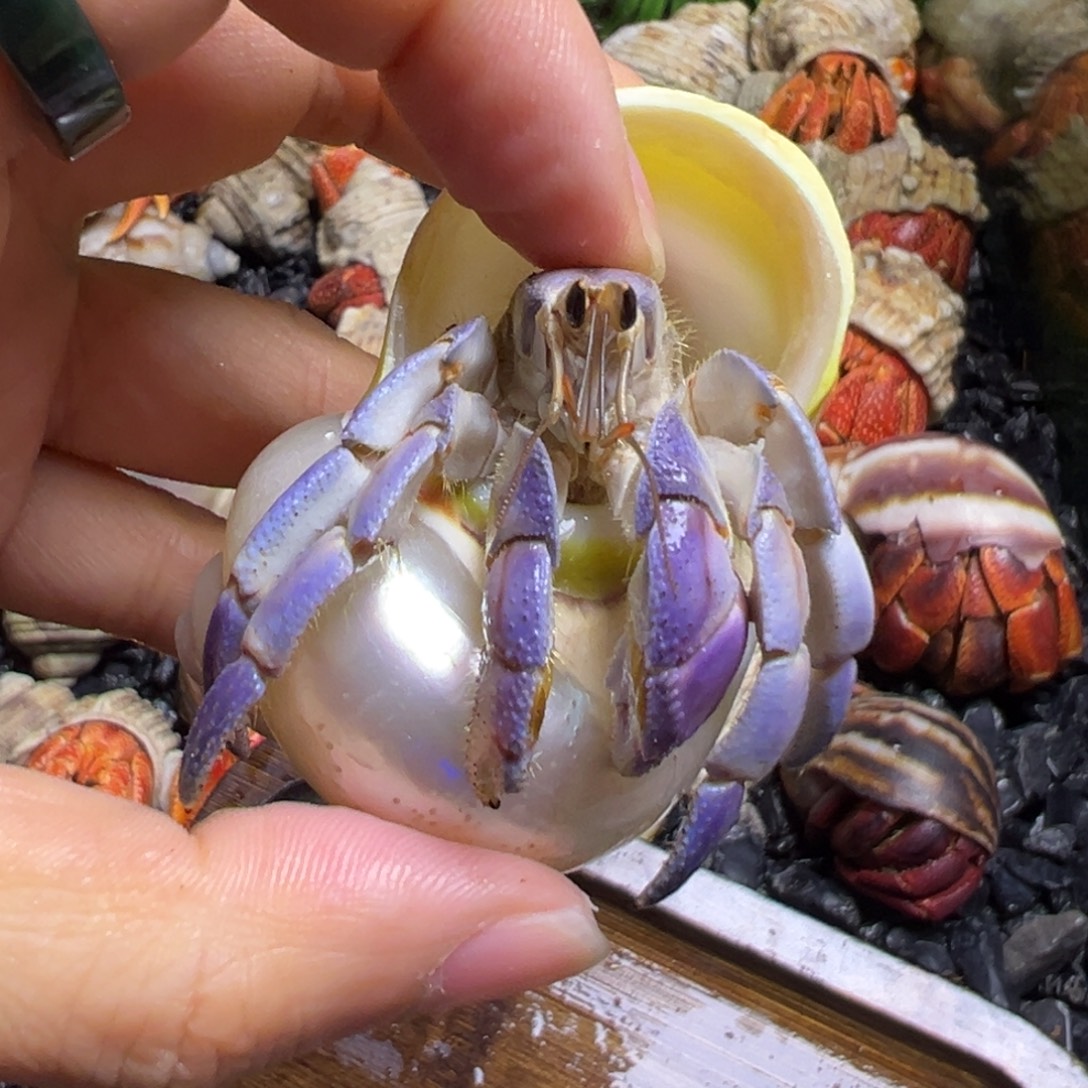 陆生寄居蟹80号拍品