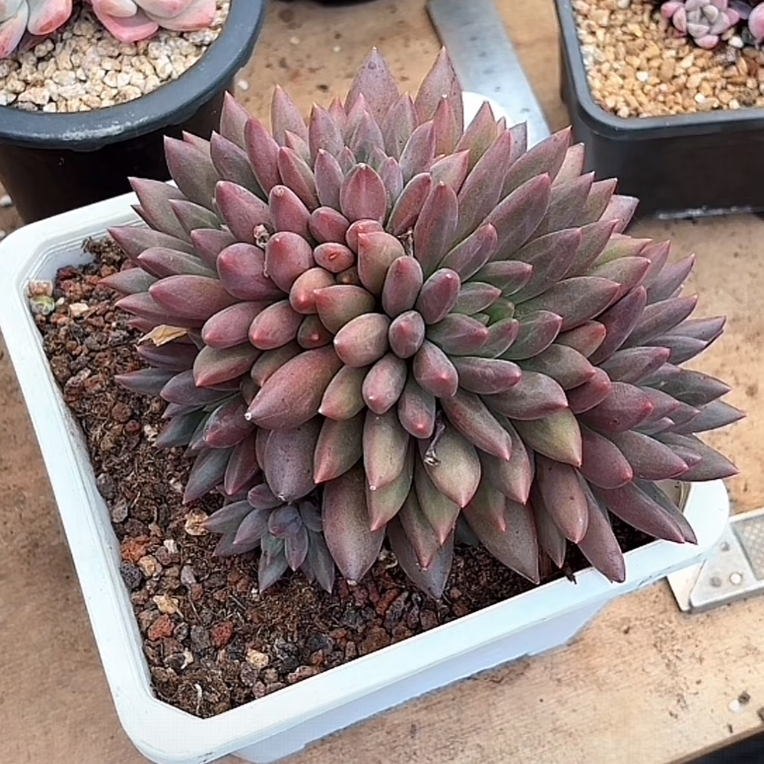 多肉植物 红蜻蜓 脱土发货