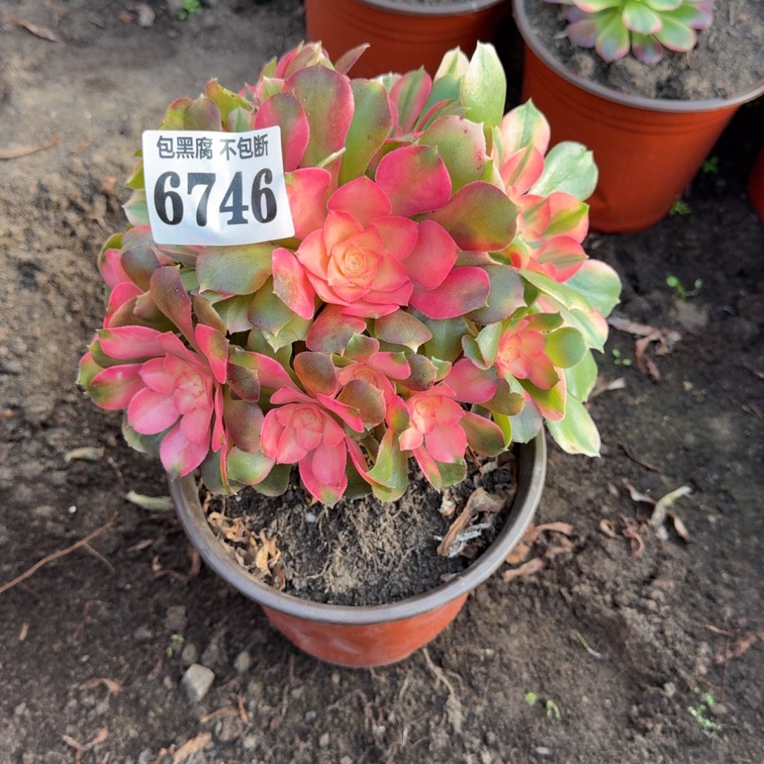 法师香妃无售后6746 19-24