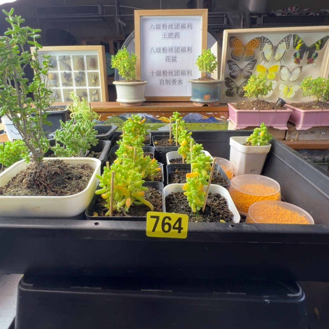 枝干番杏多肉植物764