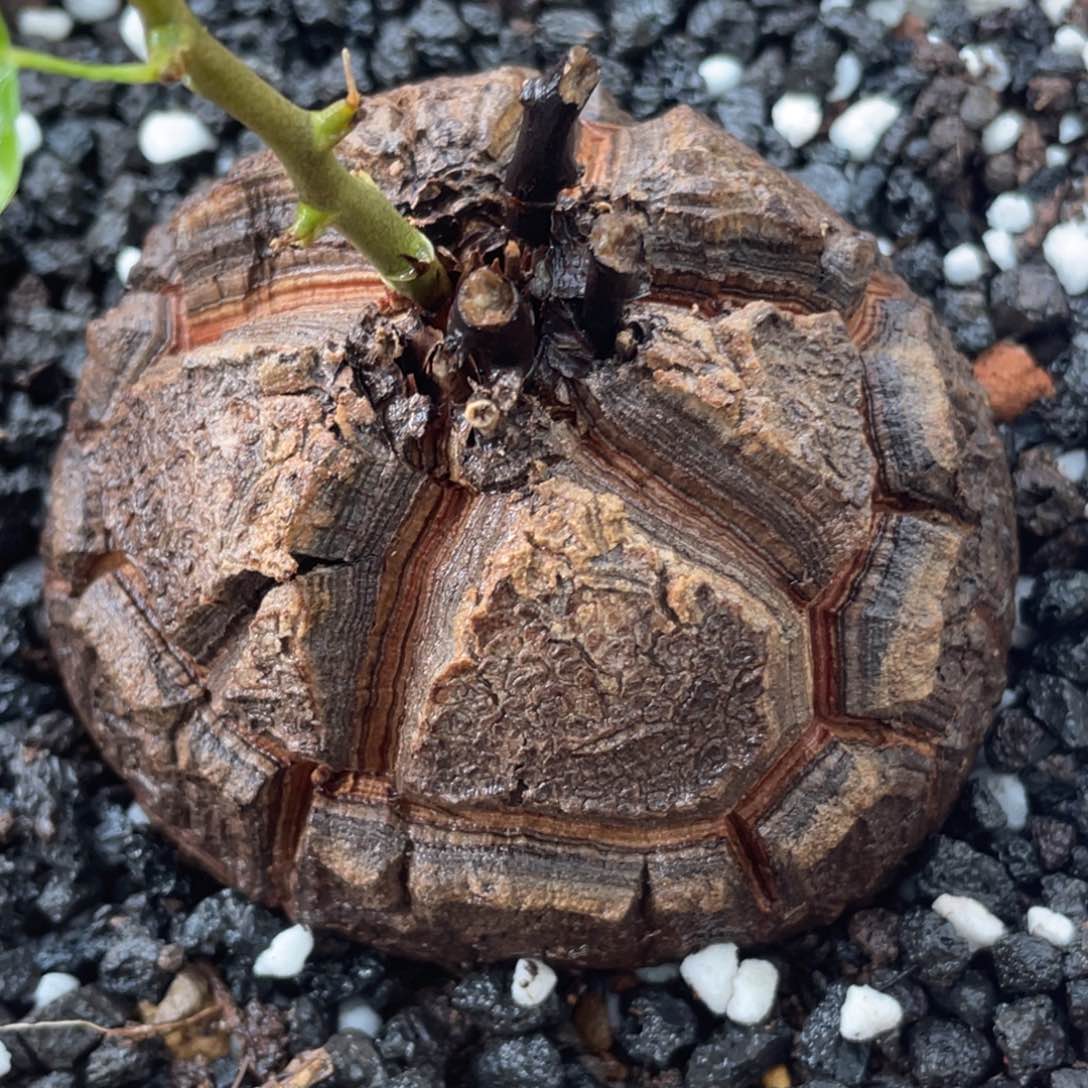 盆栽，大甲裂龟甲龙，8.7公分，福利