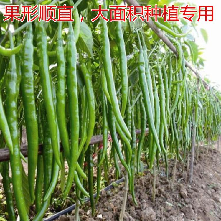 线椒种子辣椒种籽尖椒种子