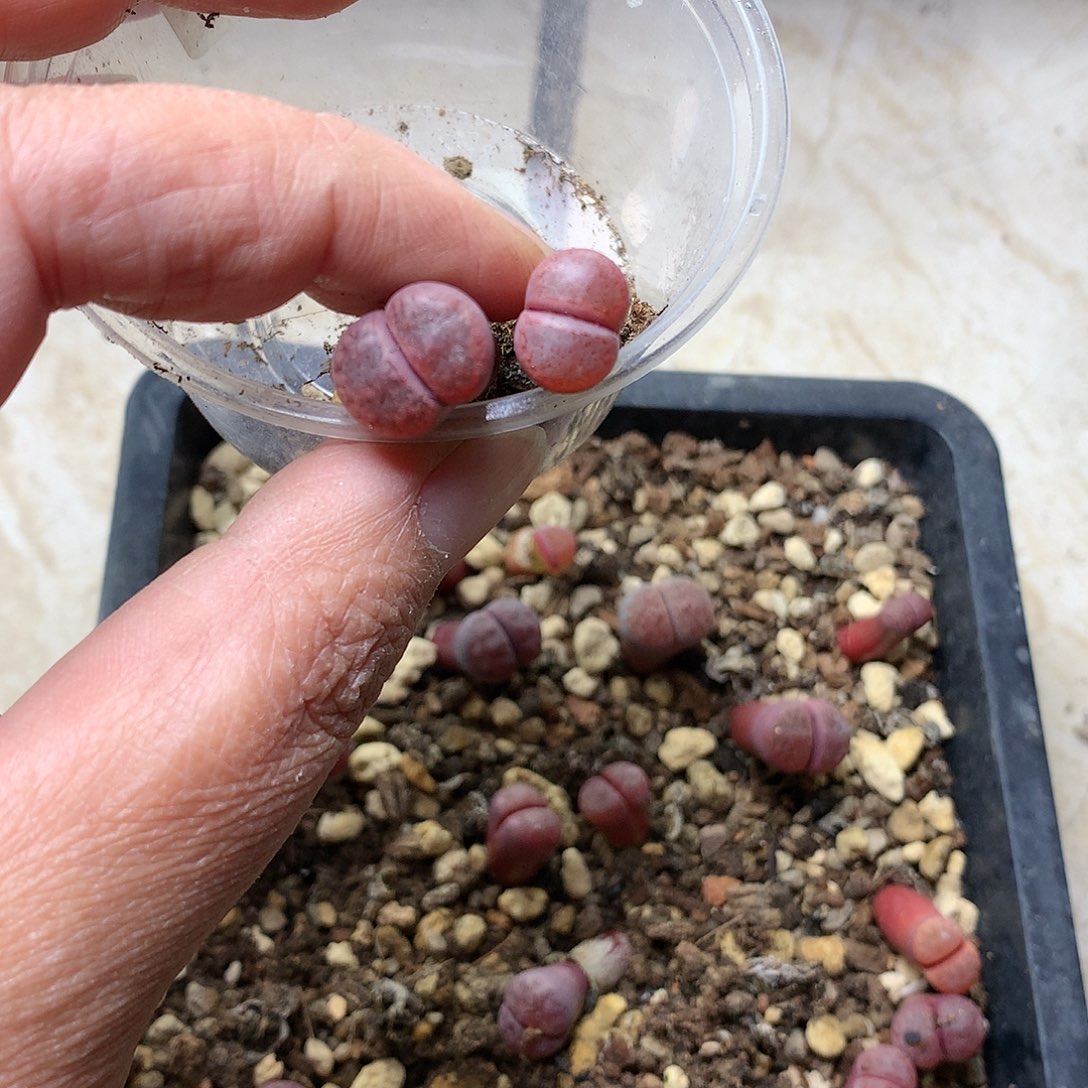 ?D310多肉植物保护