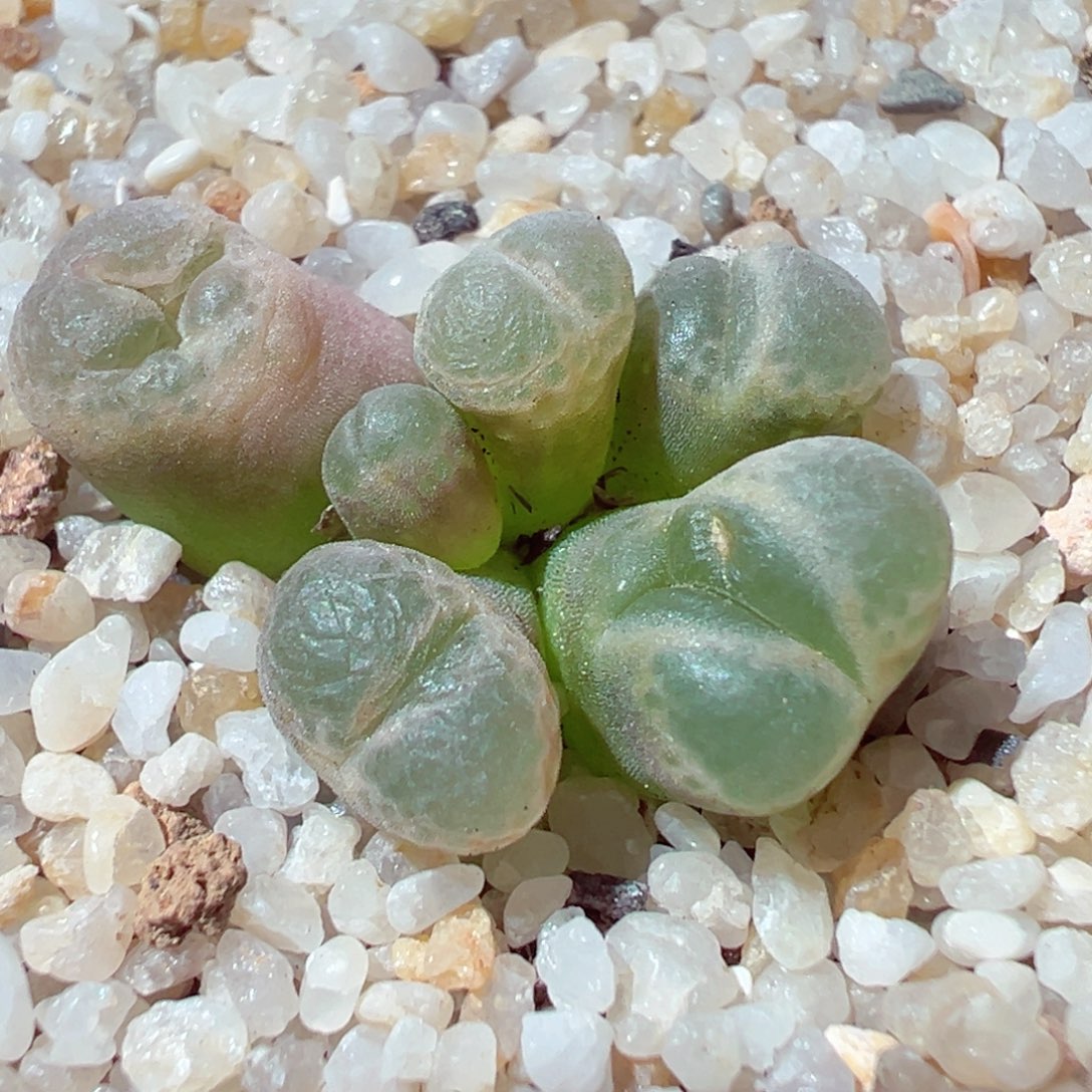 1219-837多肉多日