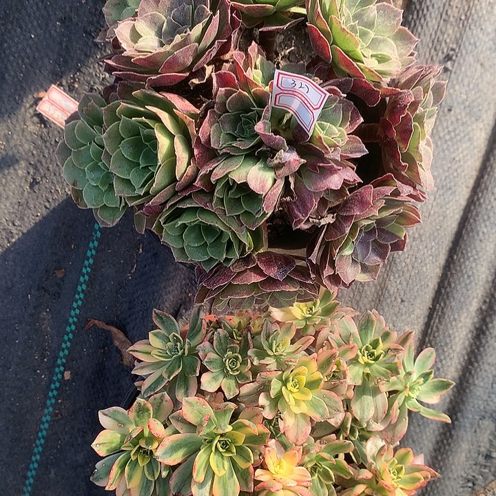 322两颗花月夜甜茶多肉