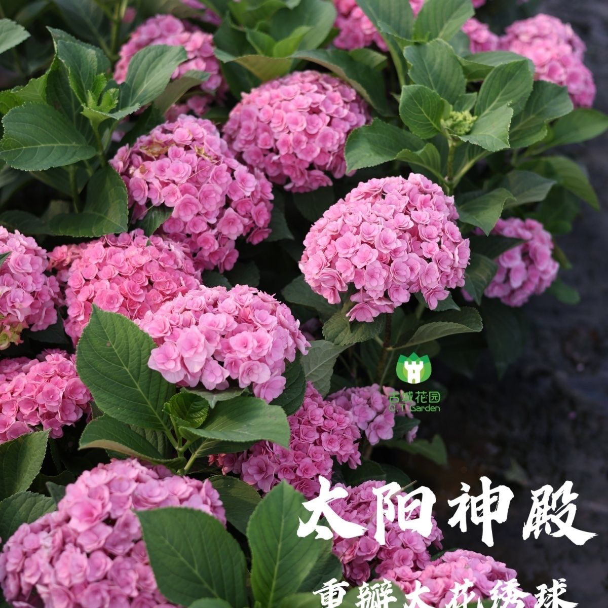 绣球苗基地直发容易养活