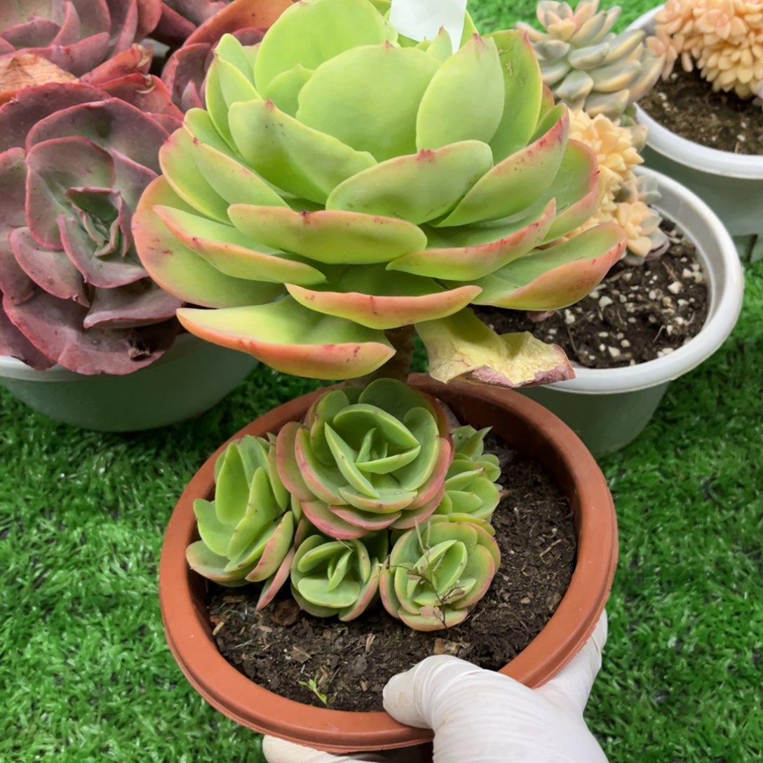 15269鸡蛋碧桃整无砍