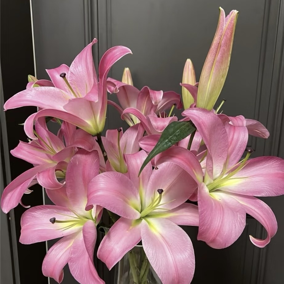 【香水百合8朵不指定】0度以下必须拍保温，未拍不售后