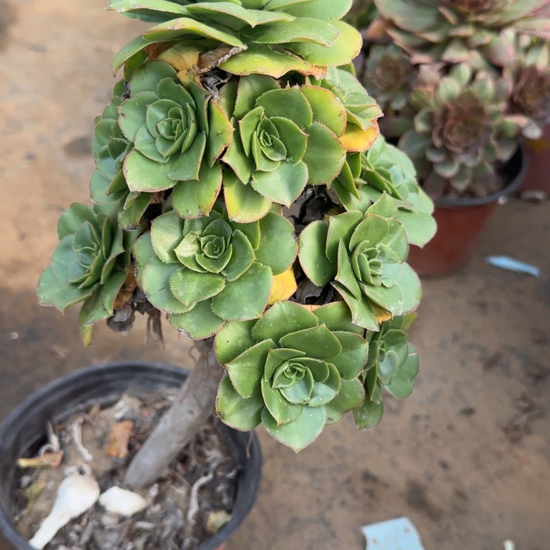 绿玫瑰多肉454满28包邮断枝不包