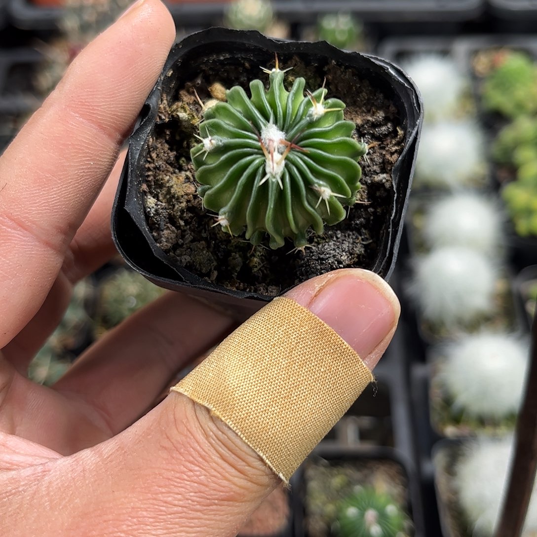 辛巴克单头发货单头发