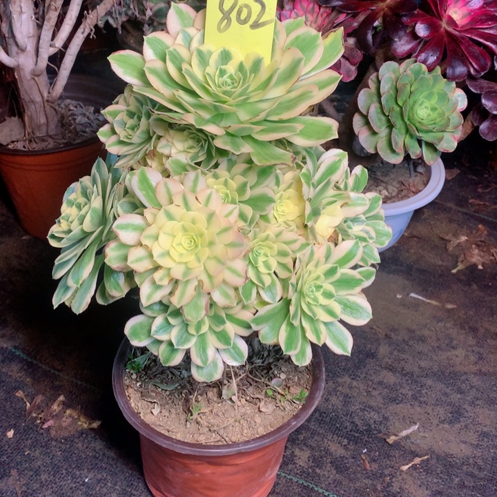 802迈巴赫多肉111111