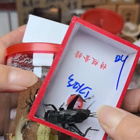 蟋蟀麒麟加黑虫霍氏片蟋