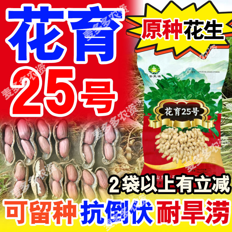 【花育25号原种】高产花生种大果皮薄早熟 含油量高 出米高 1斤起售