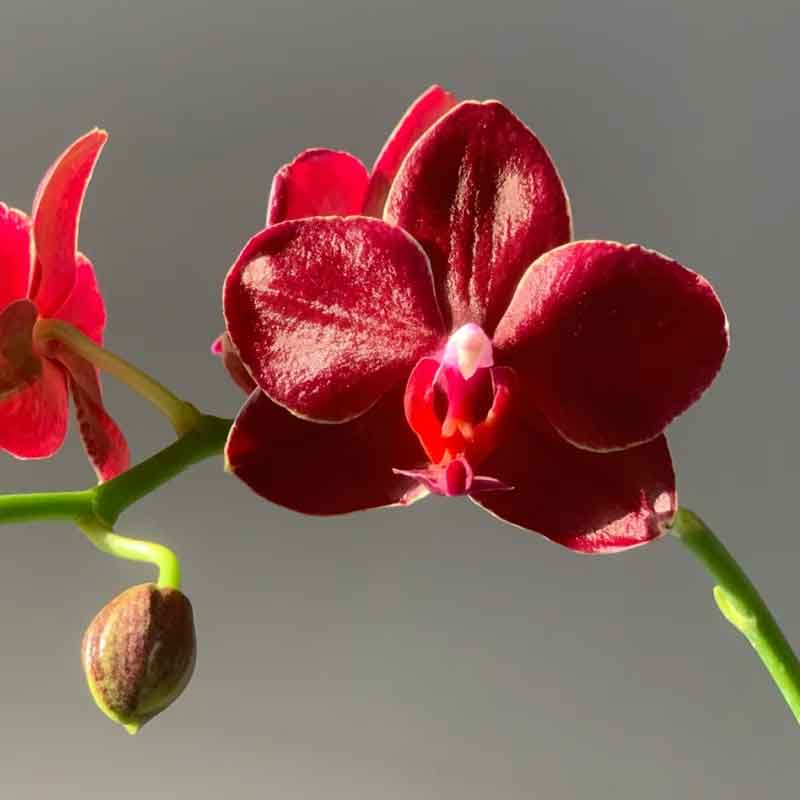 【美杜莎】红色系蜡质花蝴蝶兰苗3.0寸基地直发 包对版