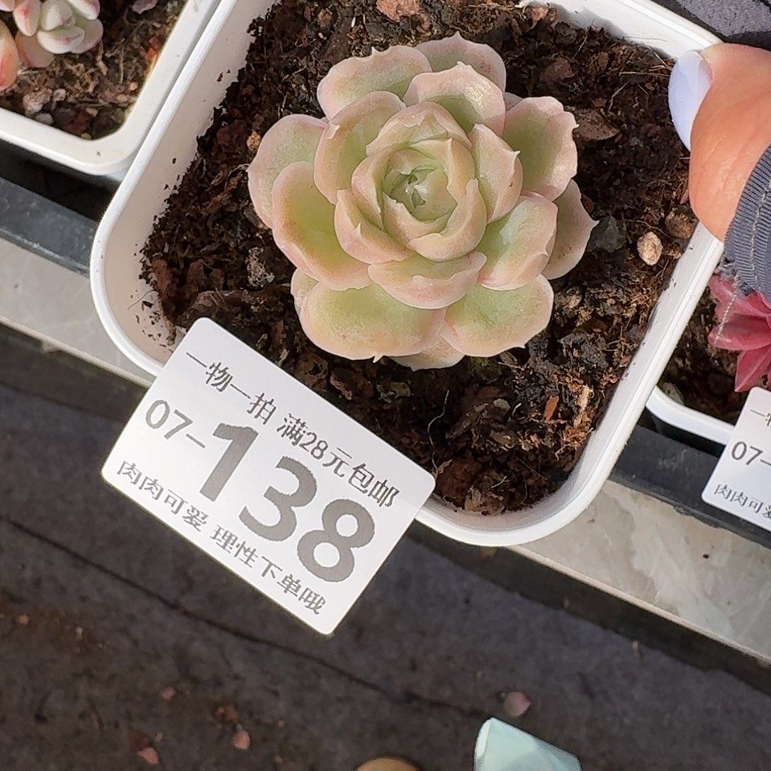 水晶虾饺无盆土发货