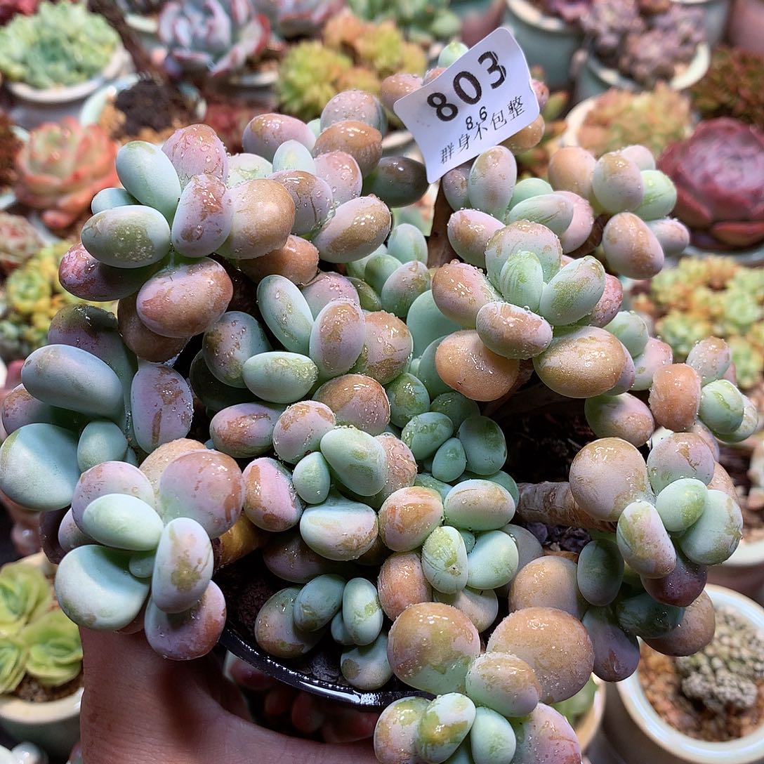 精控拇指盆8.6803