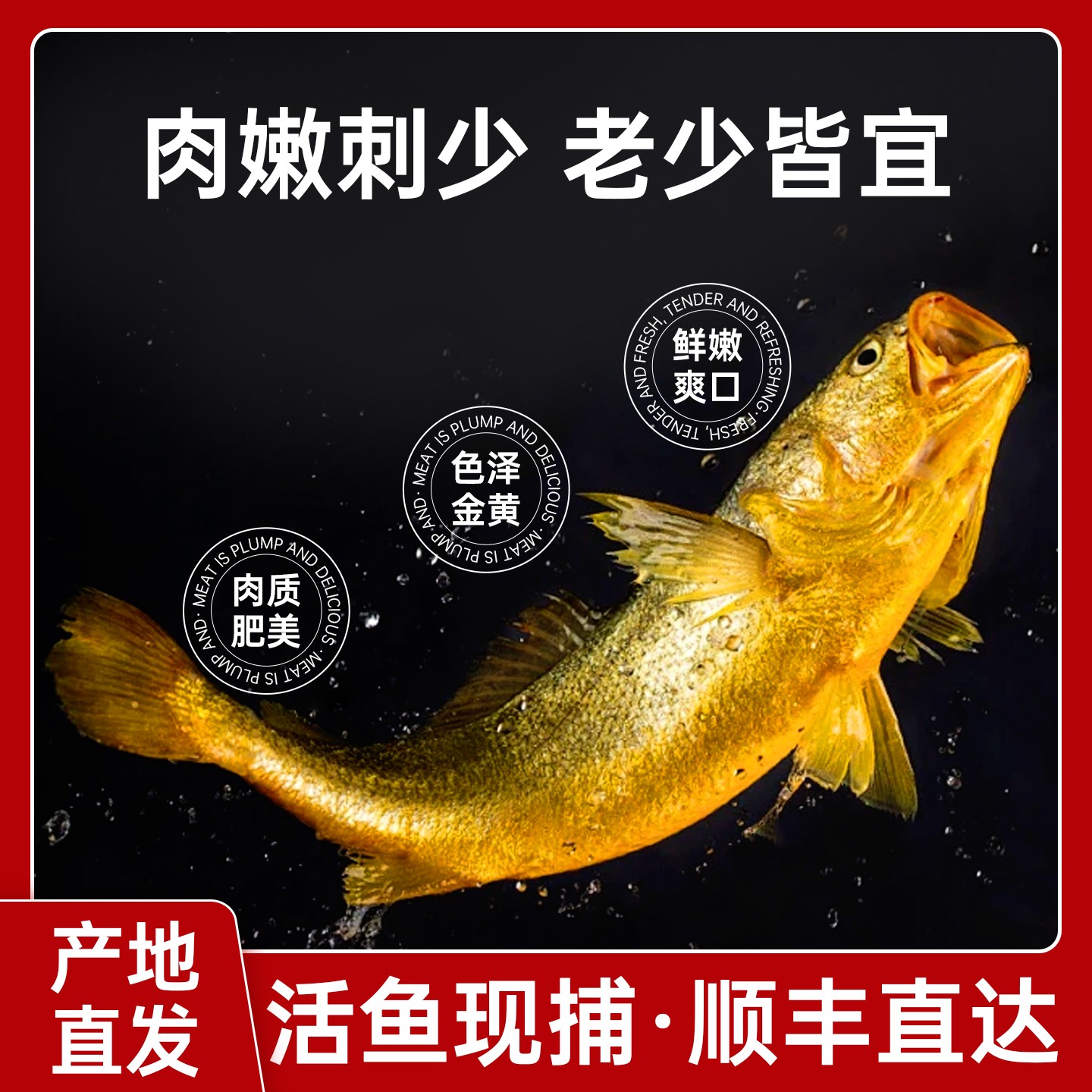 【8两-1斤/条】台州东海深海生态无激素大黄鱼现捕锁鲜顺丰直达包邮