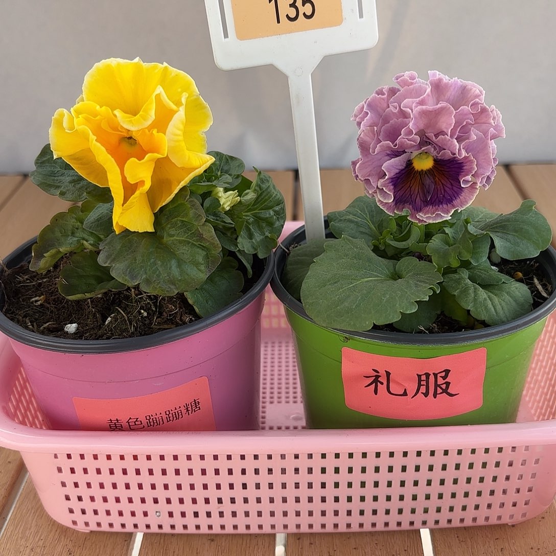 大部分开放少量花苞135