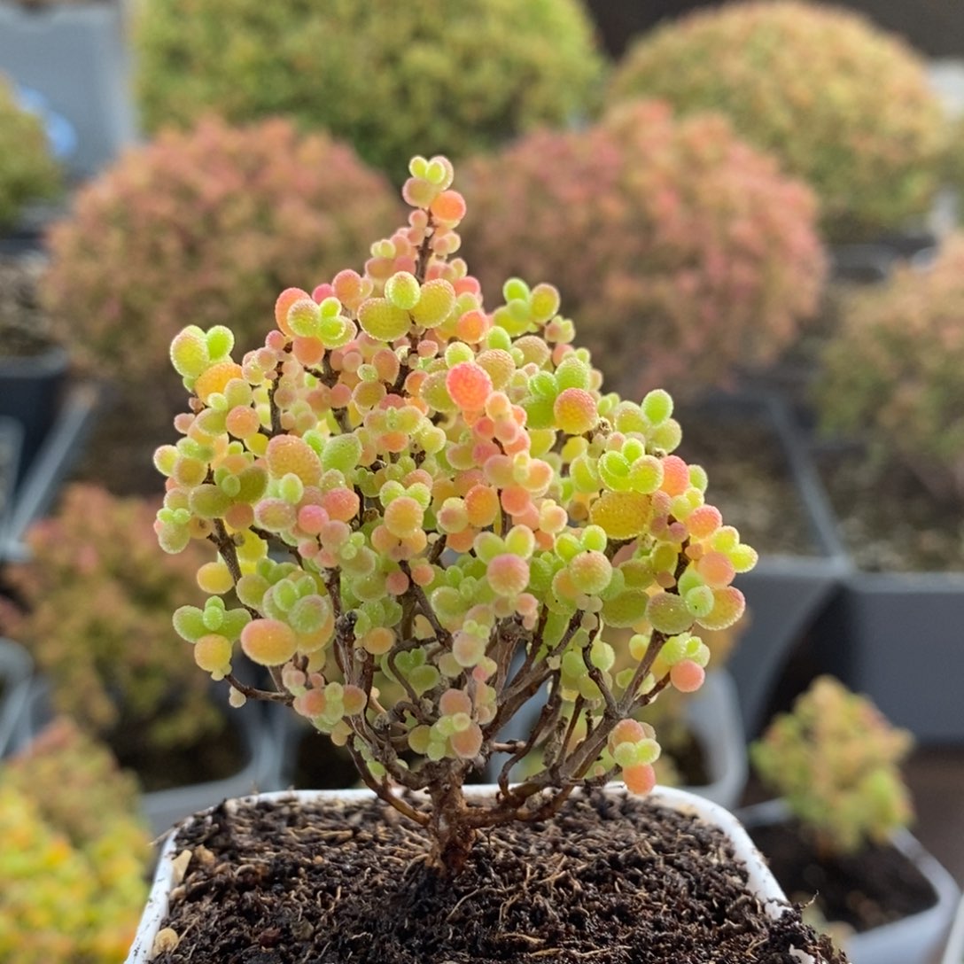 蜜橘糖球2782枝干番杏