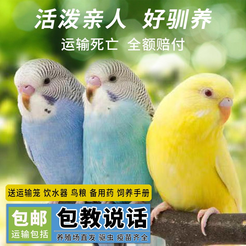 虎皮鹦鹉活鸟中小型活体鸟类家养宠物鸟活物亲人可学说话可手养