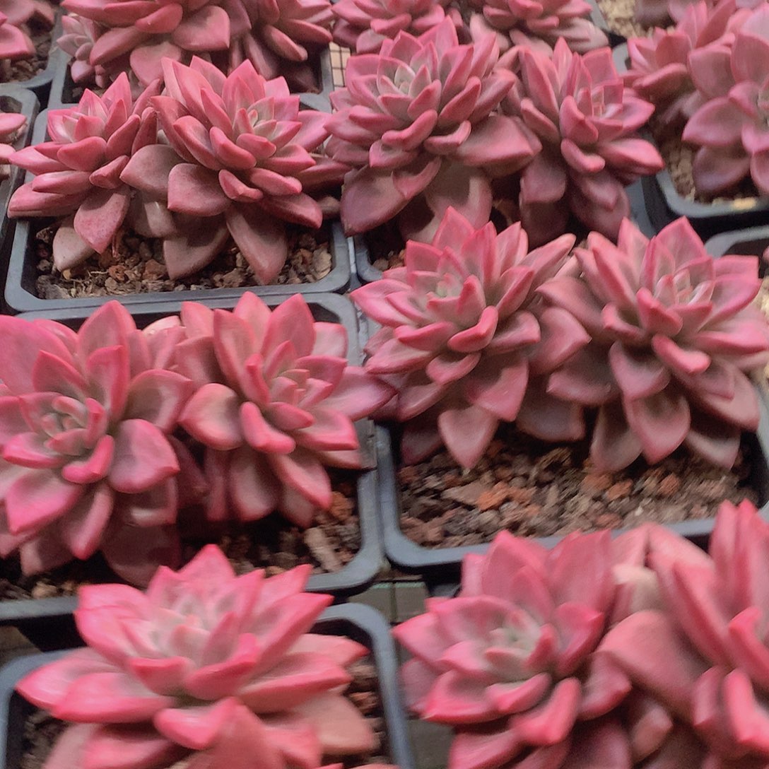 大双头赫菲23456788999000