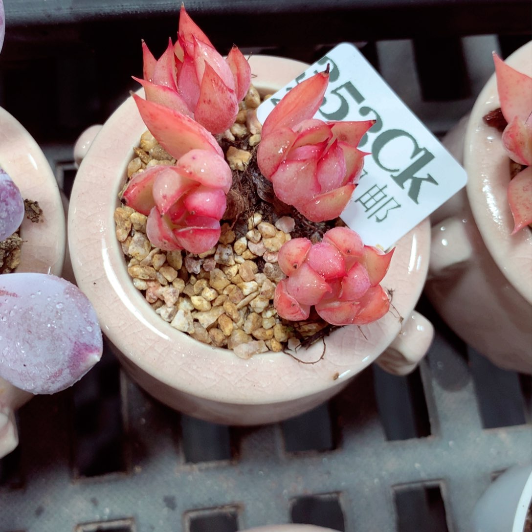 5厘米盆精控多肉353