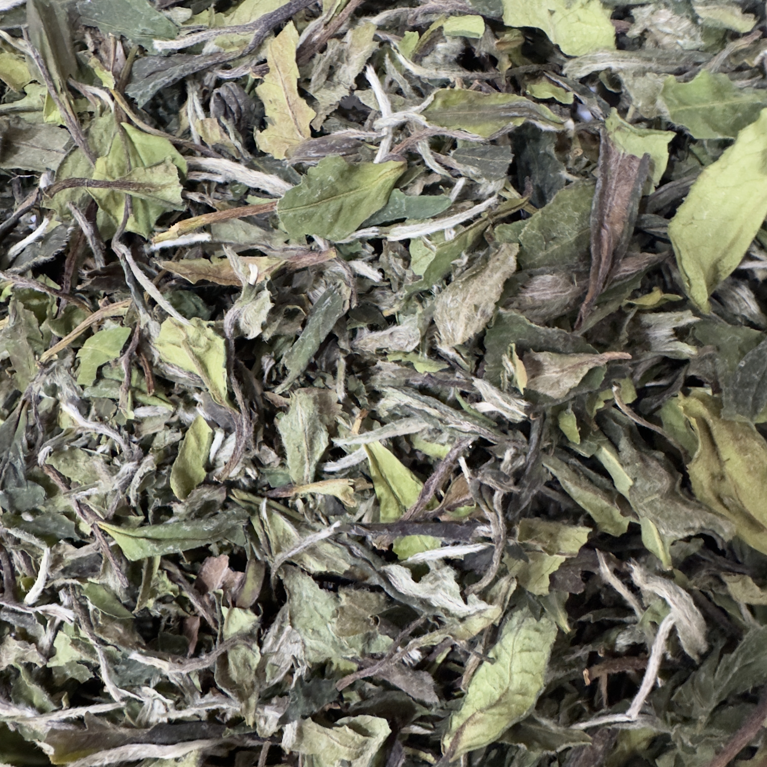 【研茗官】荒枞野韵蔡清平老师亲制2025年老树花香白牡丹250g/1500g